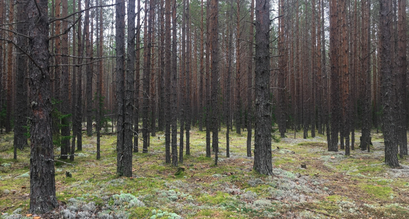    Экспорт лесопродукции из Коми превысил 1,3 миллиона кубометров