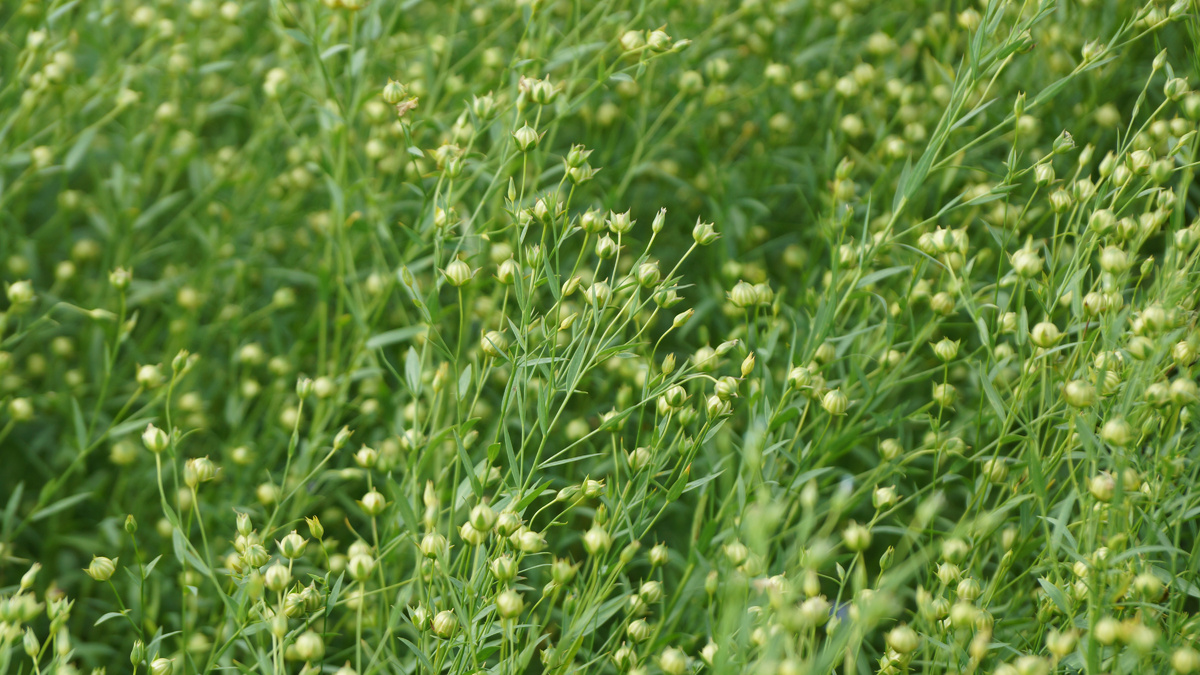 Лен Северный на полях Агрокомплекса "Кургансемена"