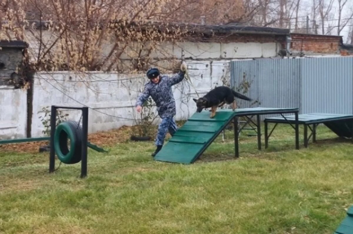    Пять щенков немецкой овчарки из Кузбасса отправились служить в Алтай