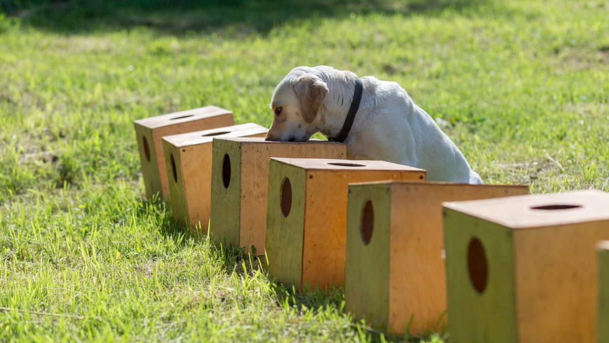 Продвинутым и активным можно предложить ноузворк, остальным подойдёт просто домашний поиск сокровищ. Фото Aksakalko/iStock