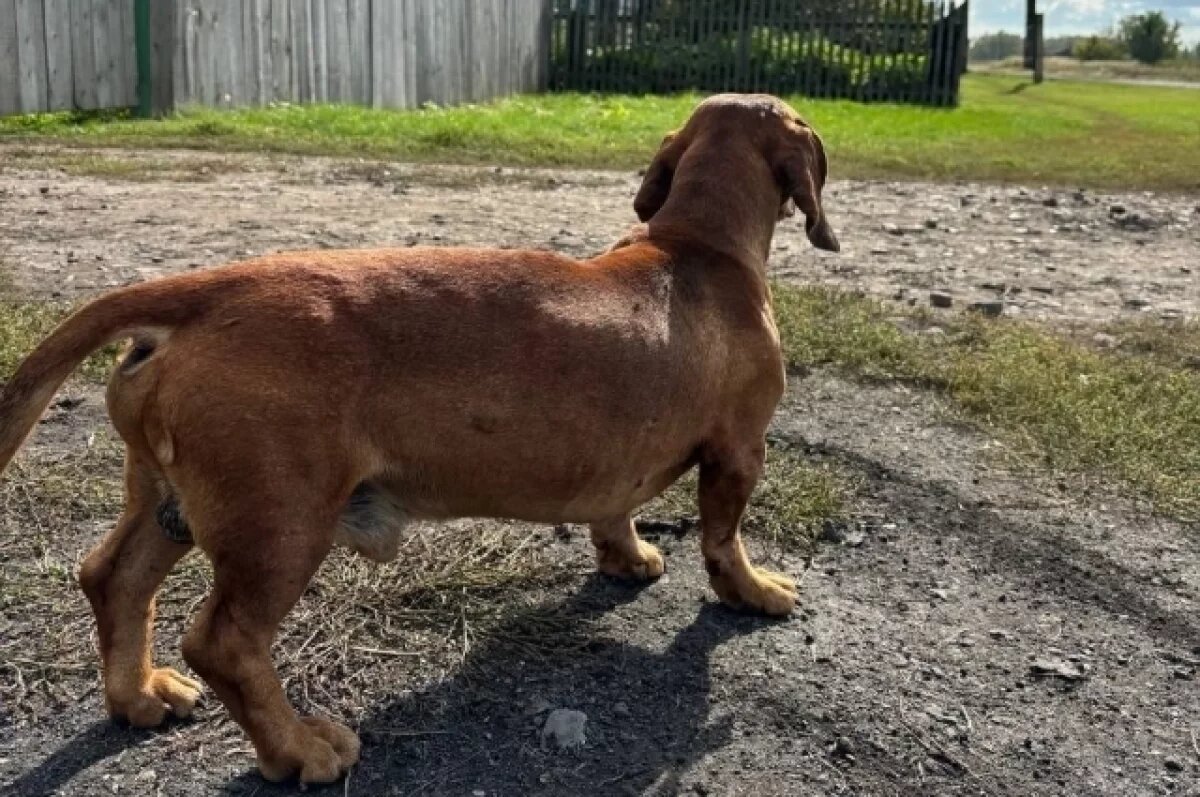    Отсутствием тротуара в челябинской деревне заинтересовался Бастрыкин