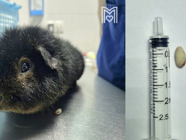    Фото: ГБУ "Мосветобъединение"