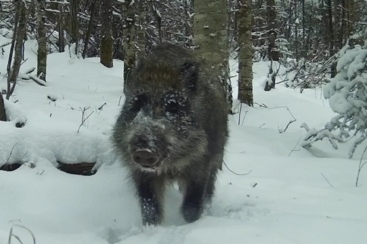    В Хабаровском крае снег скрывает необычные тоннели кабанов