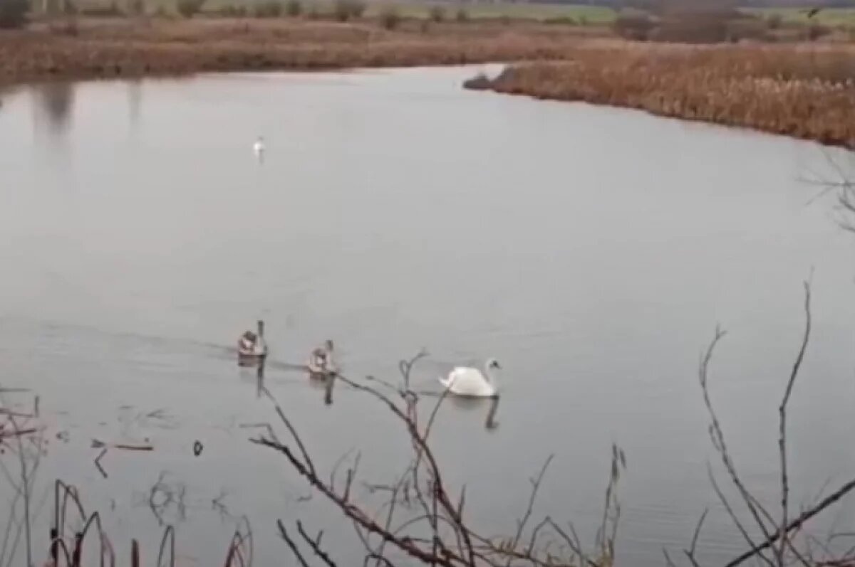    В Земетчинском районе под Пензой обнаружили пару лебедей с потомством