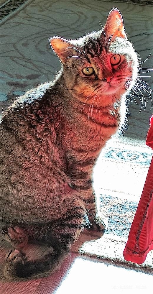 Благодарю заЧипса НАТАШУ (Мусю)