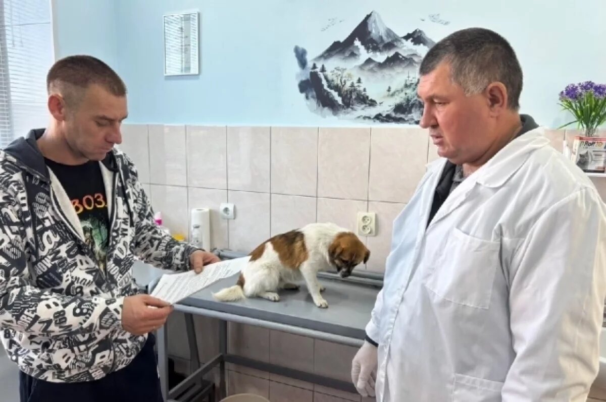    Саратовские ветеринары спасли щенка по кличке Чапа после укуса клеща
