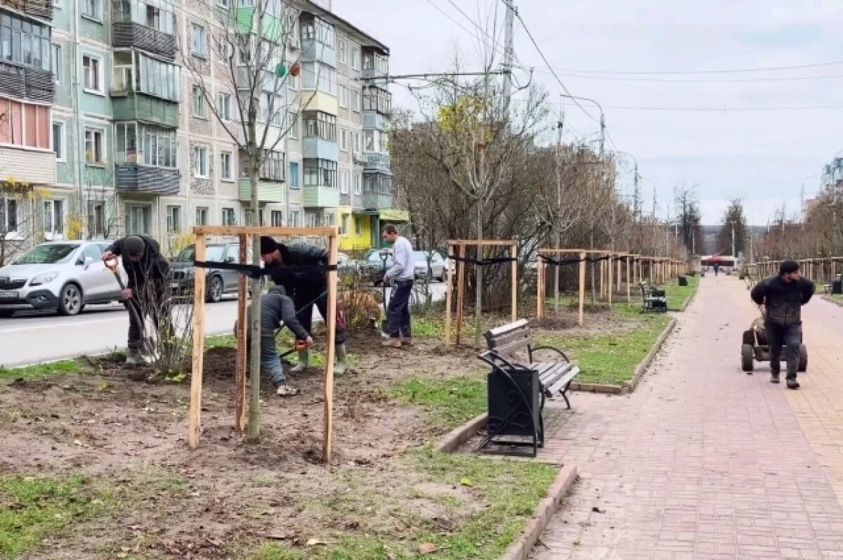    35 кустов сирени высадили на бульваре Степана Разина в Калуге