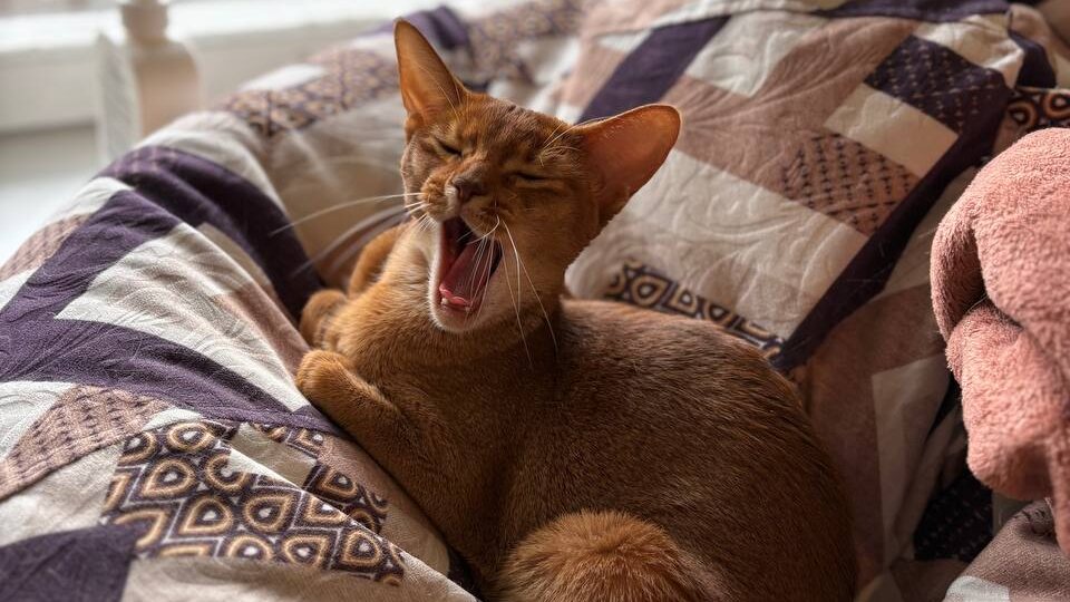 Привет, Дзен!