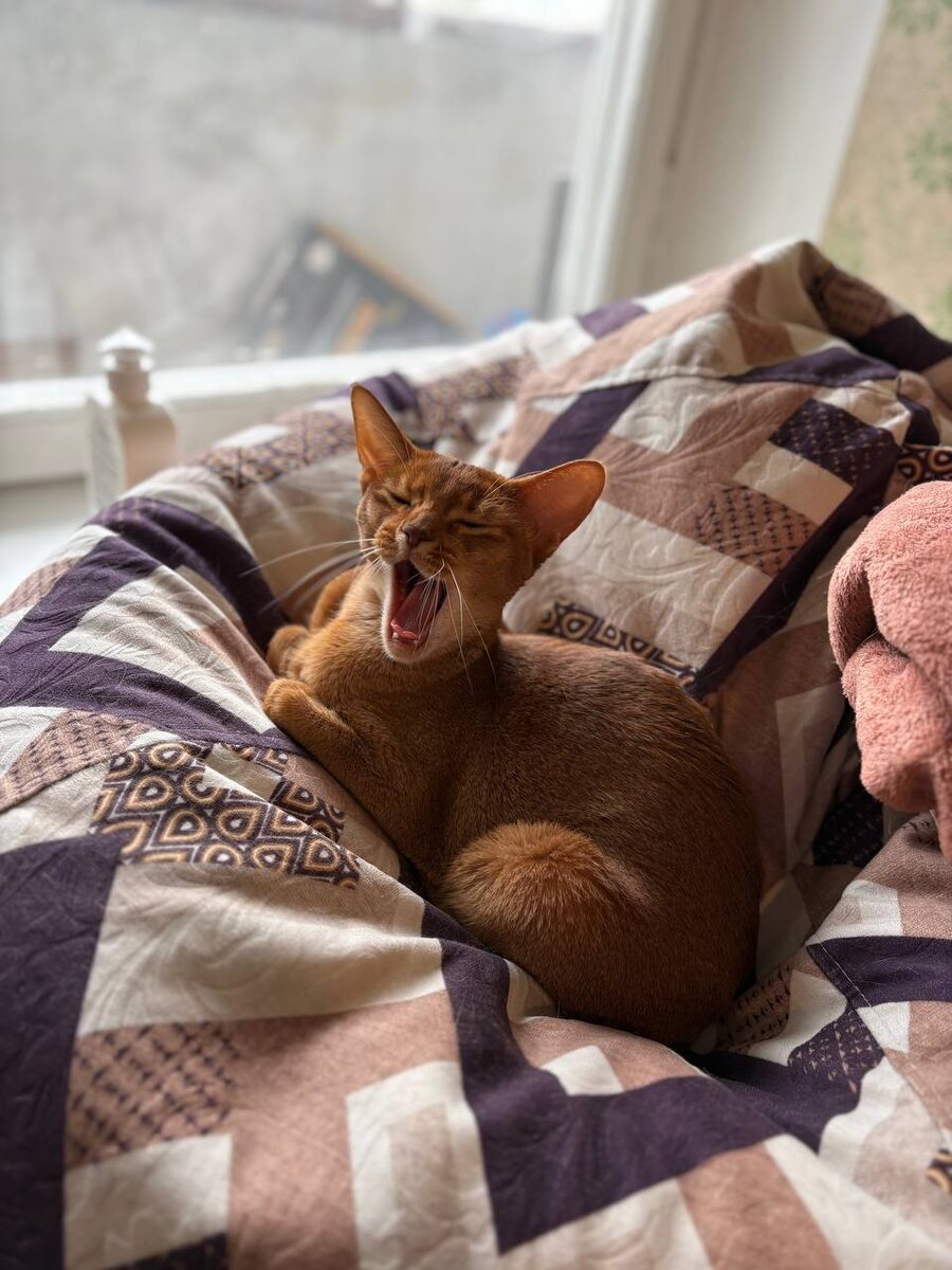 Фрося, абиссинка.