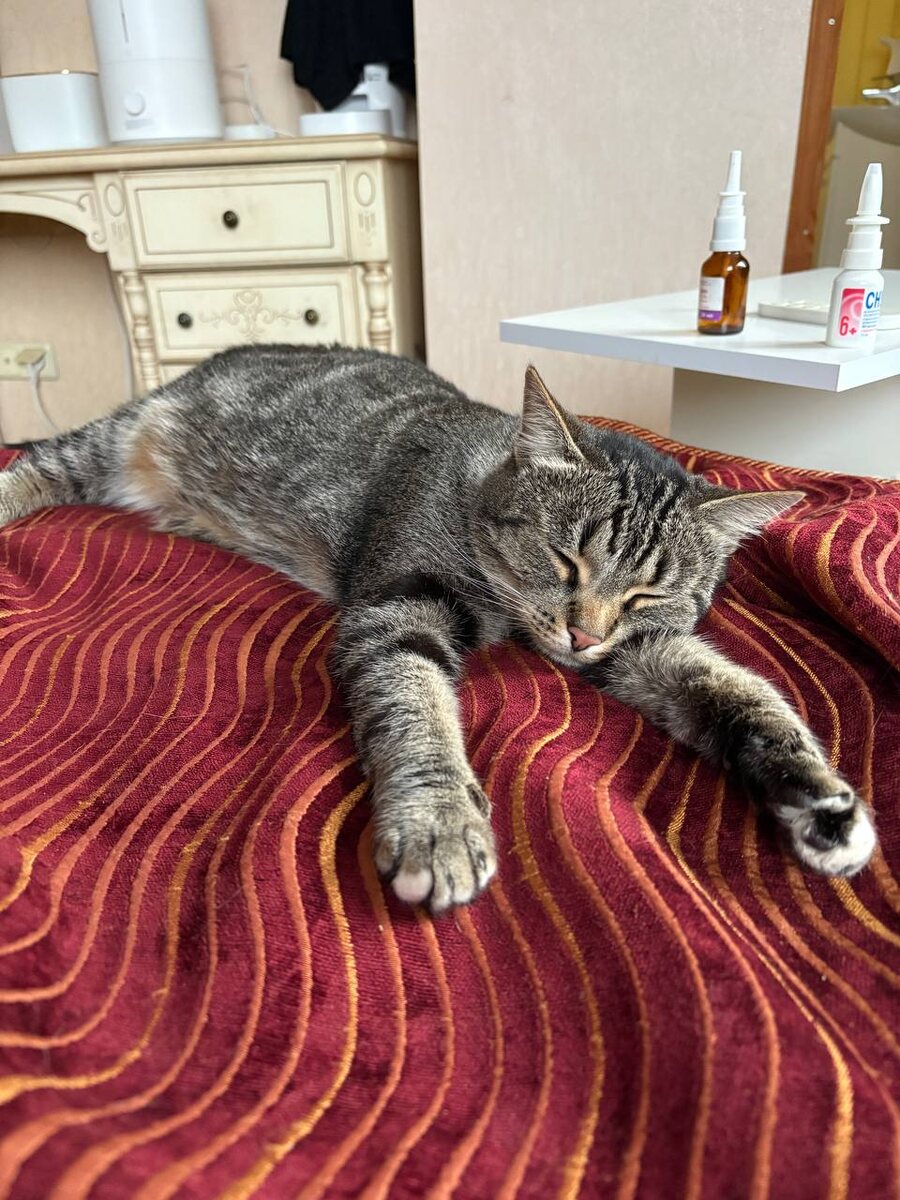 Моня, дворянка