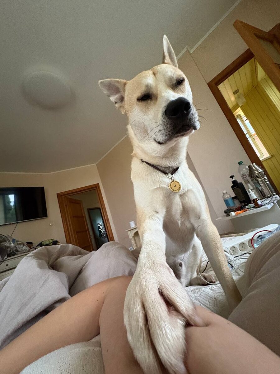 Ну и этого балбеса вы еще не раз увидите. Знакомьтесь - Винни, он же Свининстон)