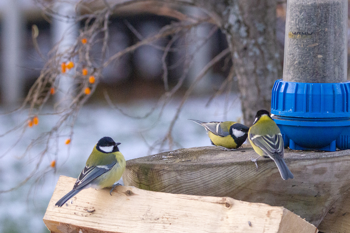 Большие Синицы у кормушки. 5.11.2024г