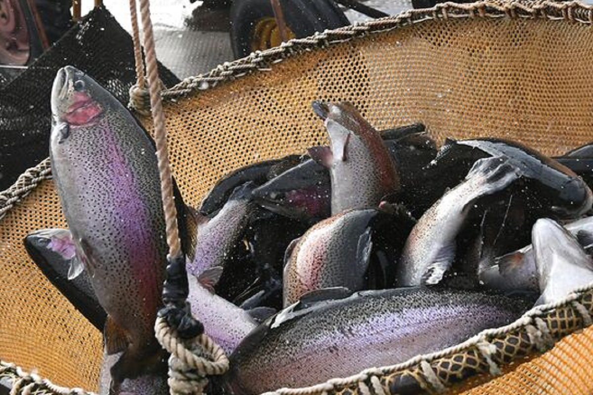    Фото: Илья Наймушин, источник: РИА Новости