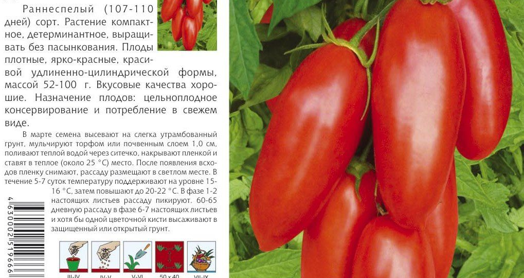 ДЛЯ ЗАСОЛКИ ВЫБИРАЮ ЭТИ СОРТА ПОМИДОРОВ, потому что...