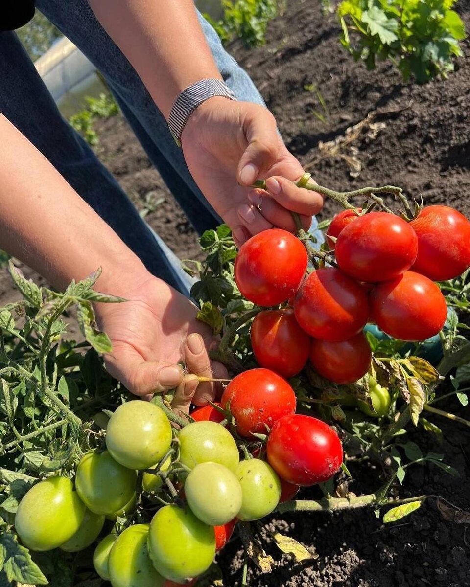 Выращивание без подвязки, врасстил