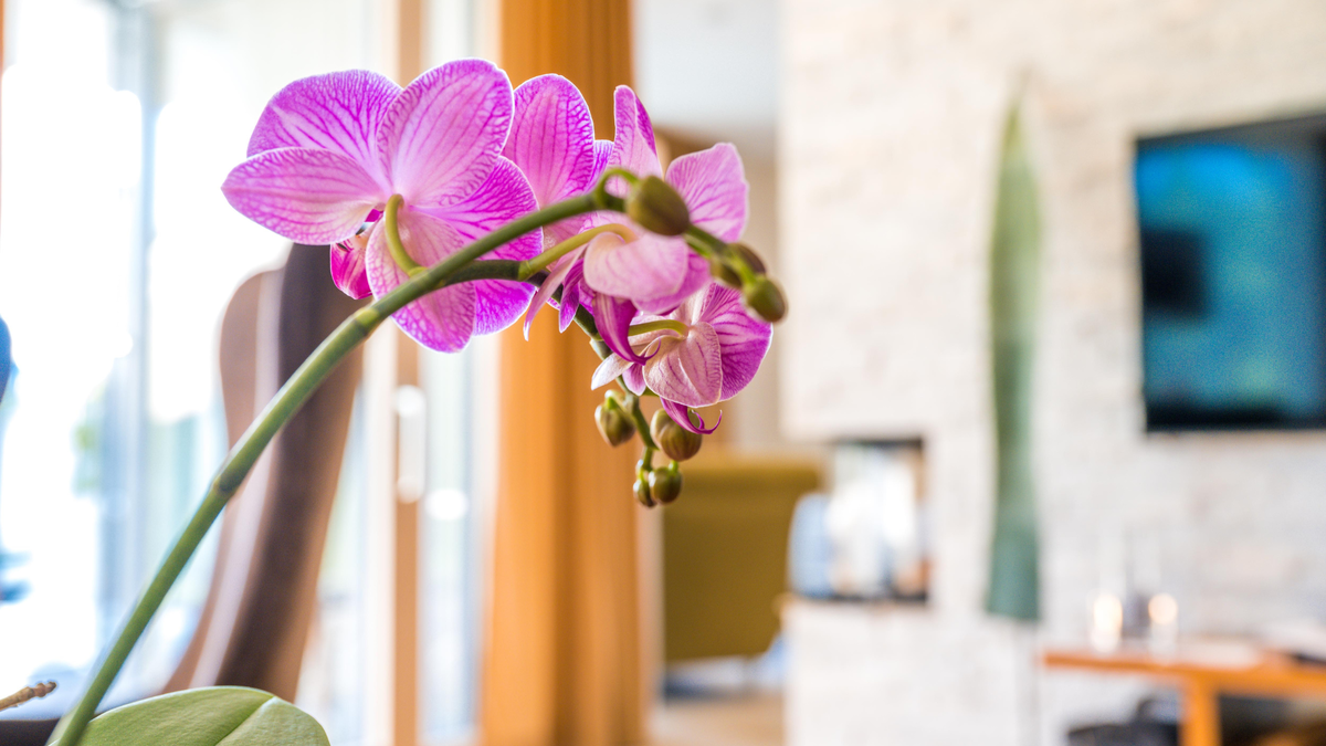 Биологические удобрения для орхидей