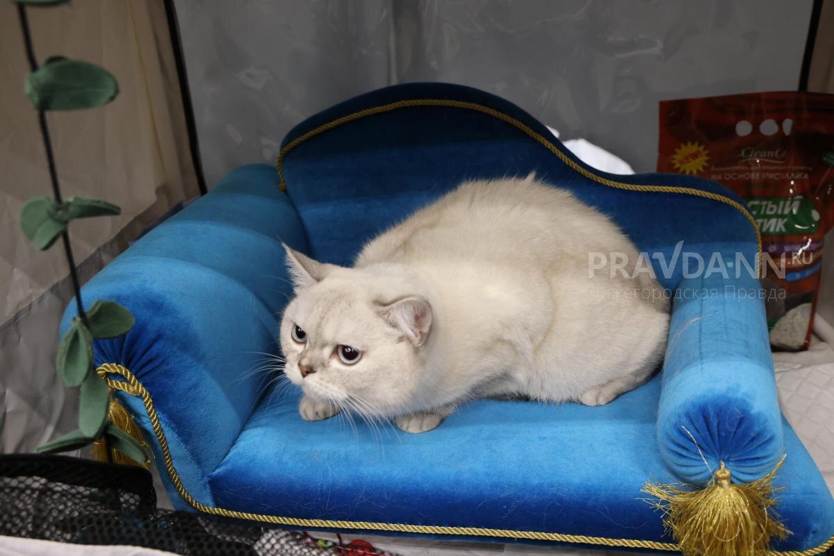    В этот день девушкам не рекомендуется гладить котов