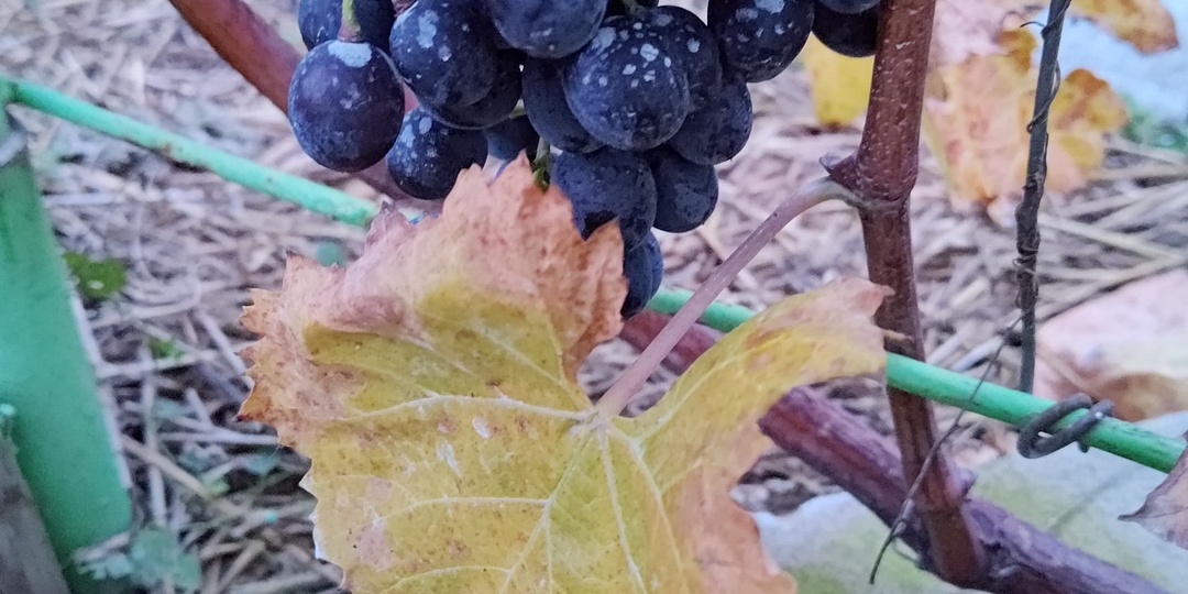 Первое и второе вино из винограда Молдова.