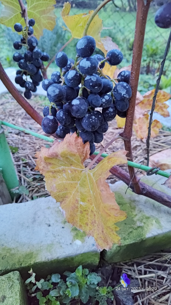 Свои гроздочки. 