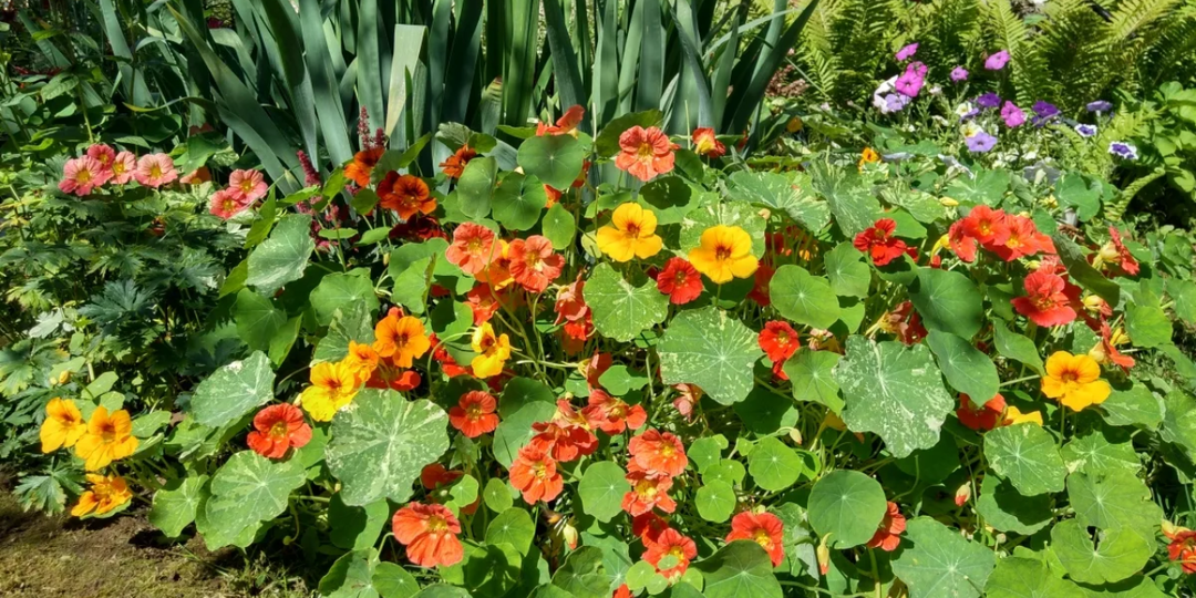 Посадил их и забыл про сорняки: 11 растений, которые избавили меня от бесконечной прополки