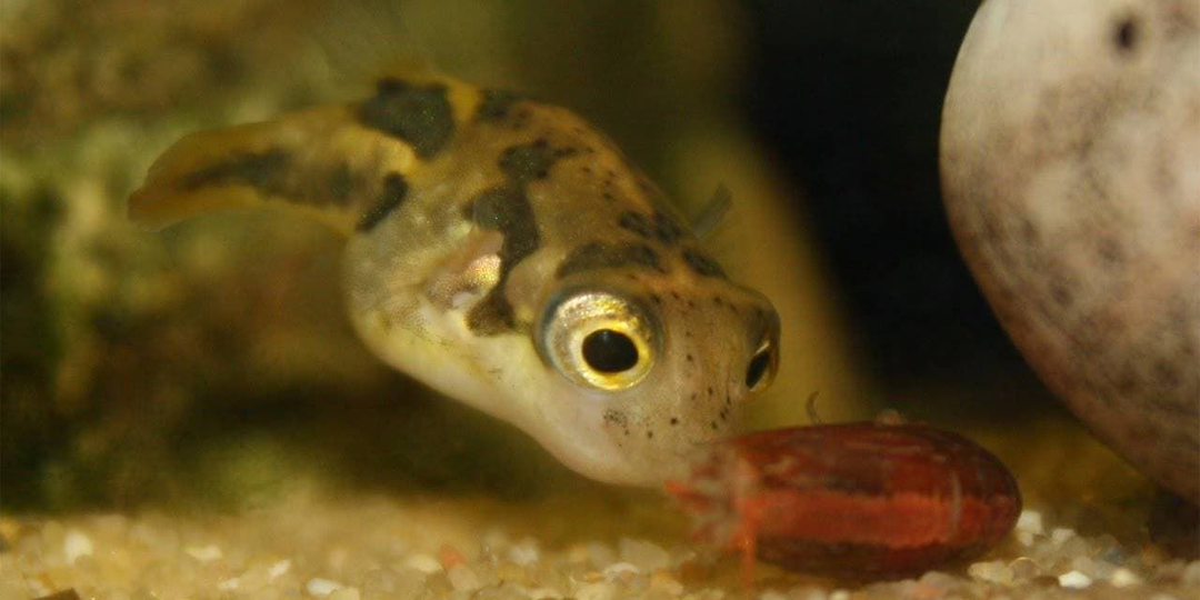 Поедатель улиток - Тетрадон. Уникальная аквариумная рыбка