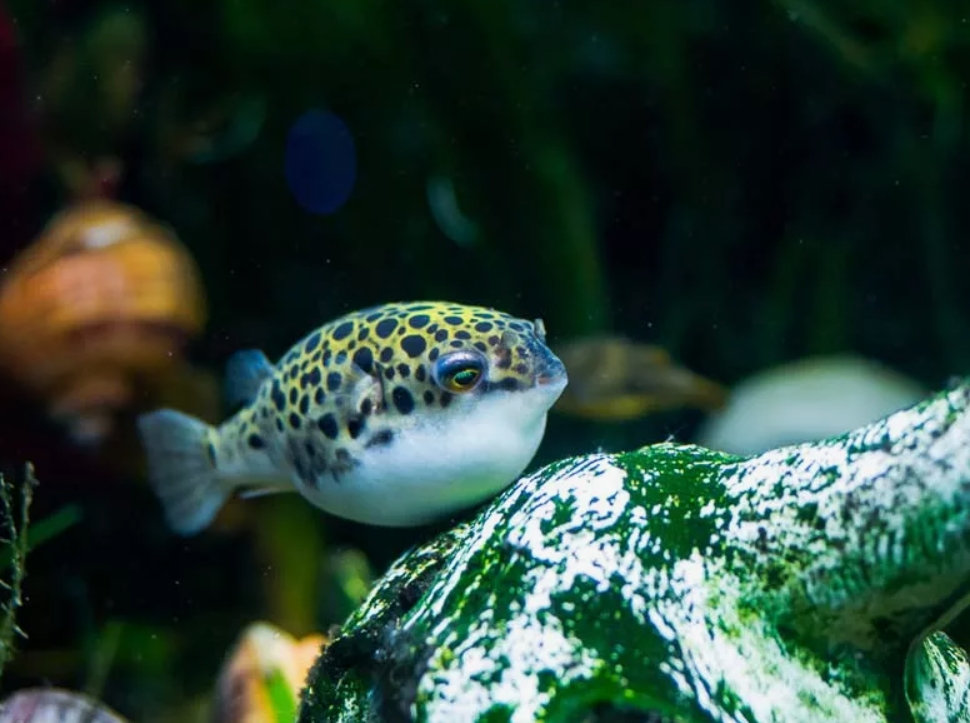 Тетрадон зелёный раздувается как шарик.