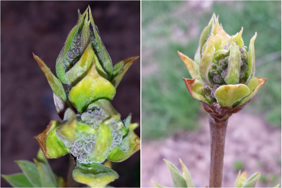 Сирени не хвататает сил на раскрытие соцветий.