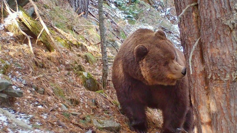     Медведи. Фотоловушка. Установка - Юрий Калинкин