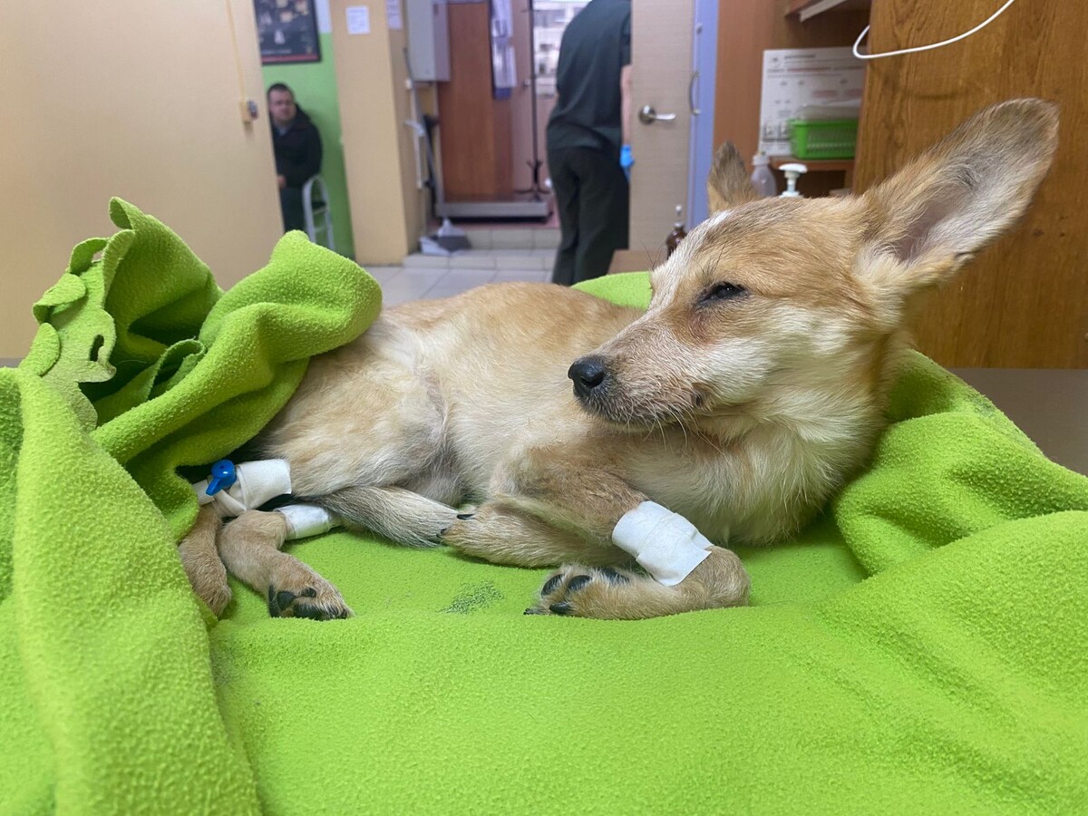 Уленька в клинике.