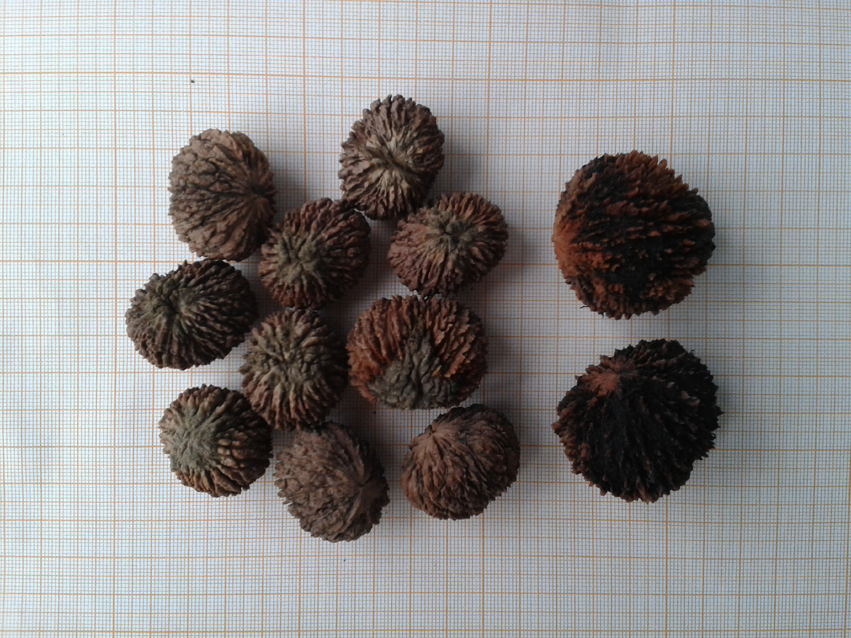 Фото 1. Орехи Чёрные.