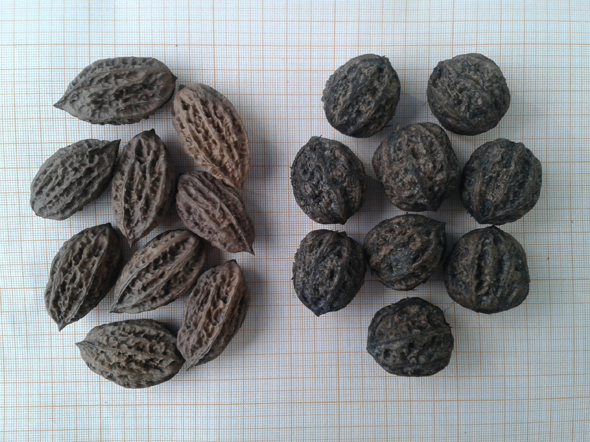 Фото 2. Орехи Маньчжурские. Вытянутые (типичная форма) и округлая (встречается реже).