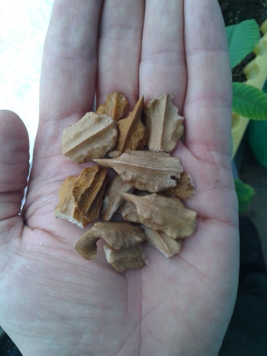 Фото 3. Ядра ореха маньчжурского (вытянутая, типичная, форма).