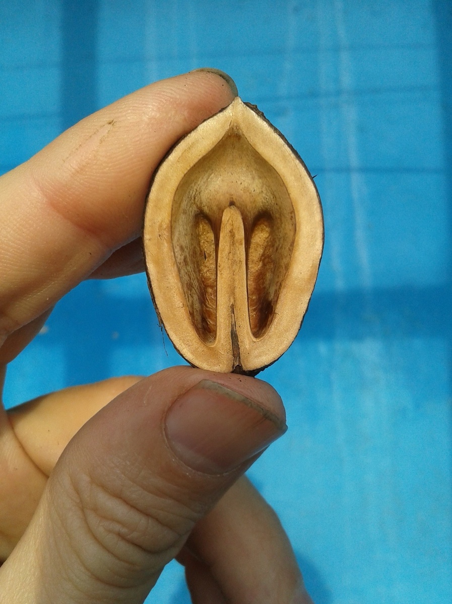 Фото 5. Внутрення часть скорлупы ореха Маньчжурского (форма №9).