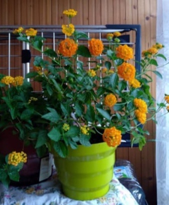 Лантана моей знакомой. За качество фото прошу извинить. Фото вырезала с коллажа, который прислала знакомая. Свое фото я не делала.