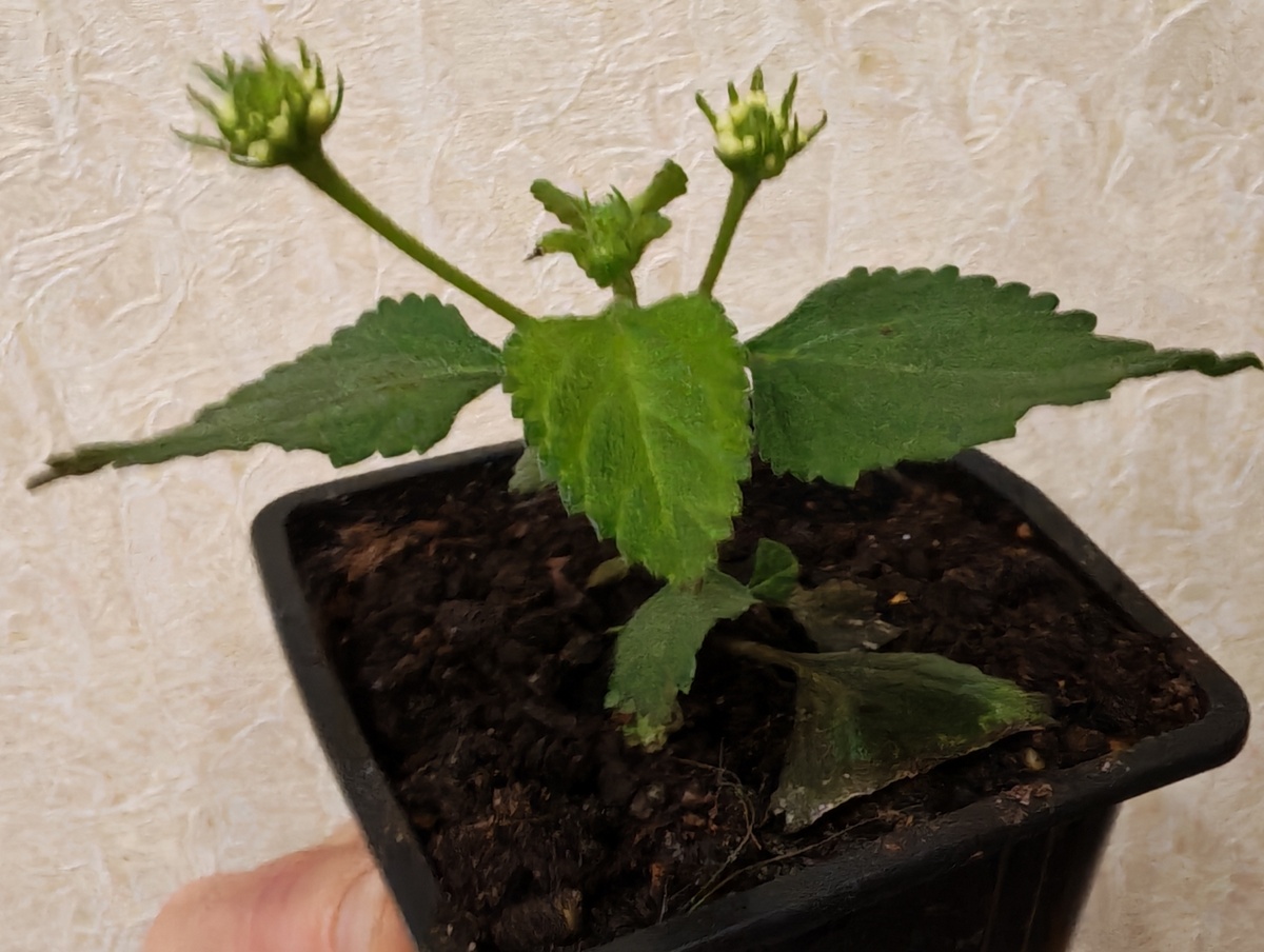 Такой саженец приехал ко мне в конце октября.