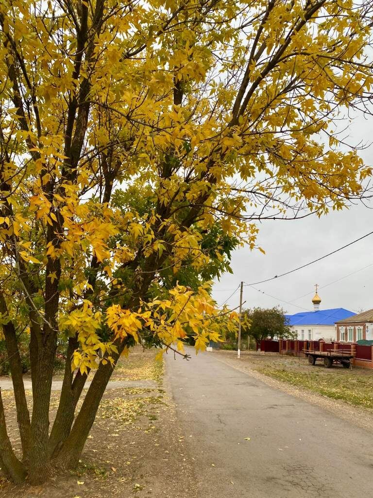    фото "Веселовские вести" Веселовские вести