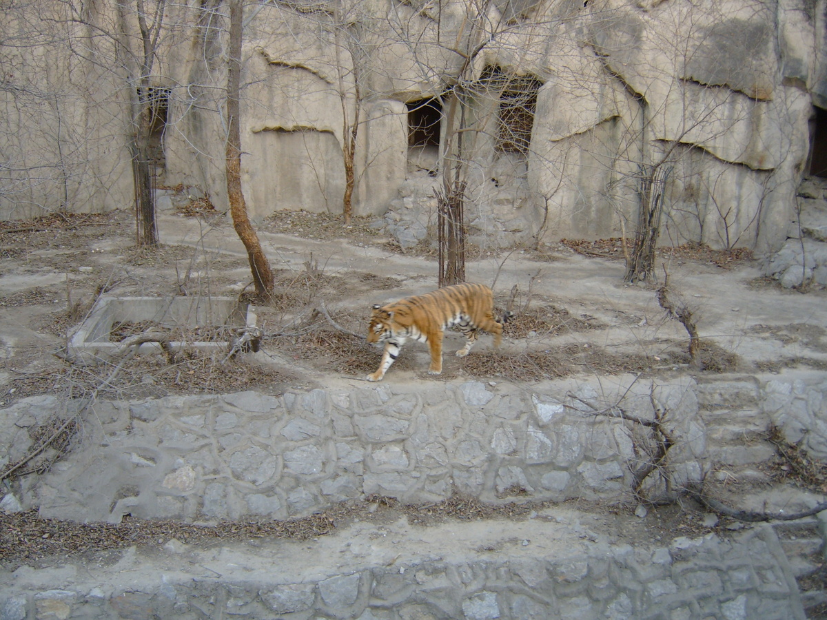 Южно-китайский тигр в зоопарке Пекина