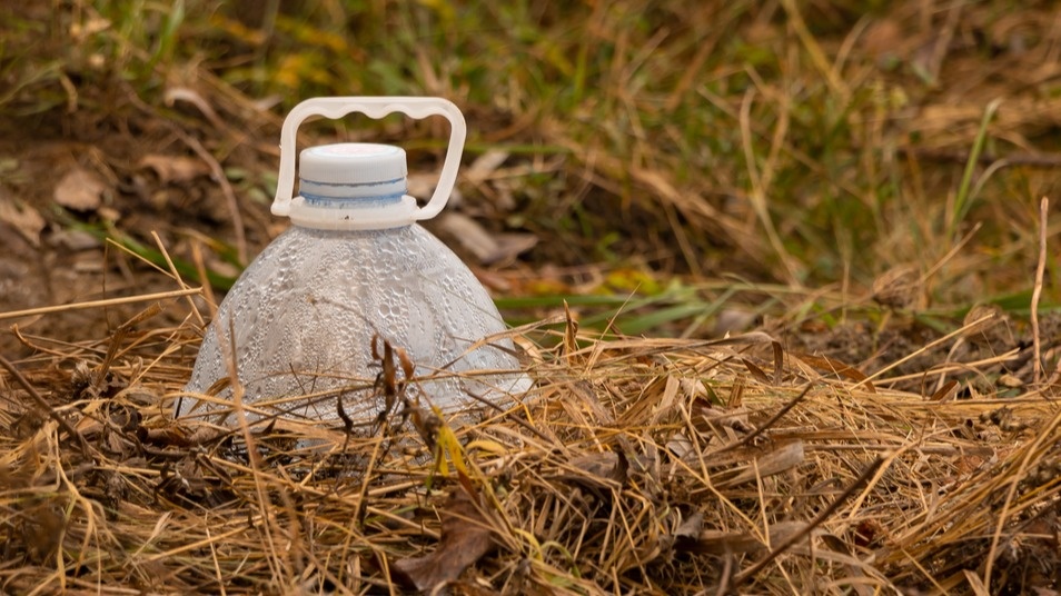 Мои черенки в декабре - половина из них станет полноценными кустами к лету