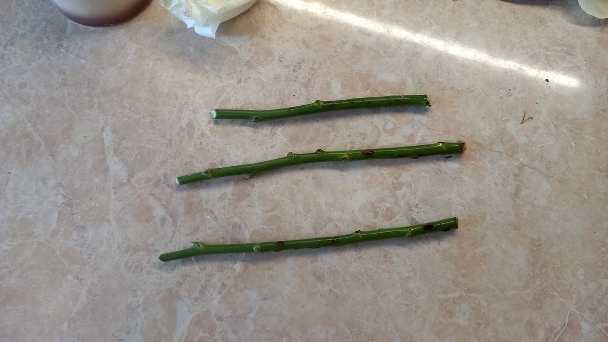 Выбираю здоровые побеги толщиной с карандаш после обрезки роз