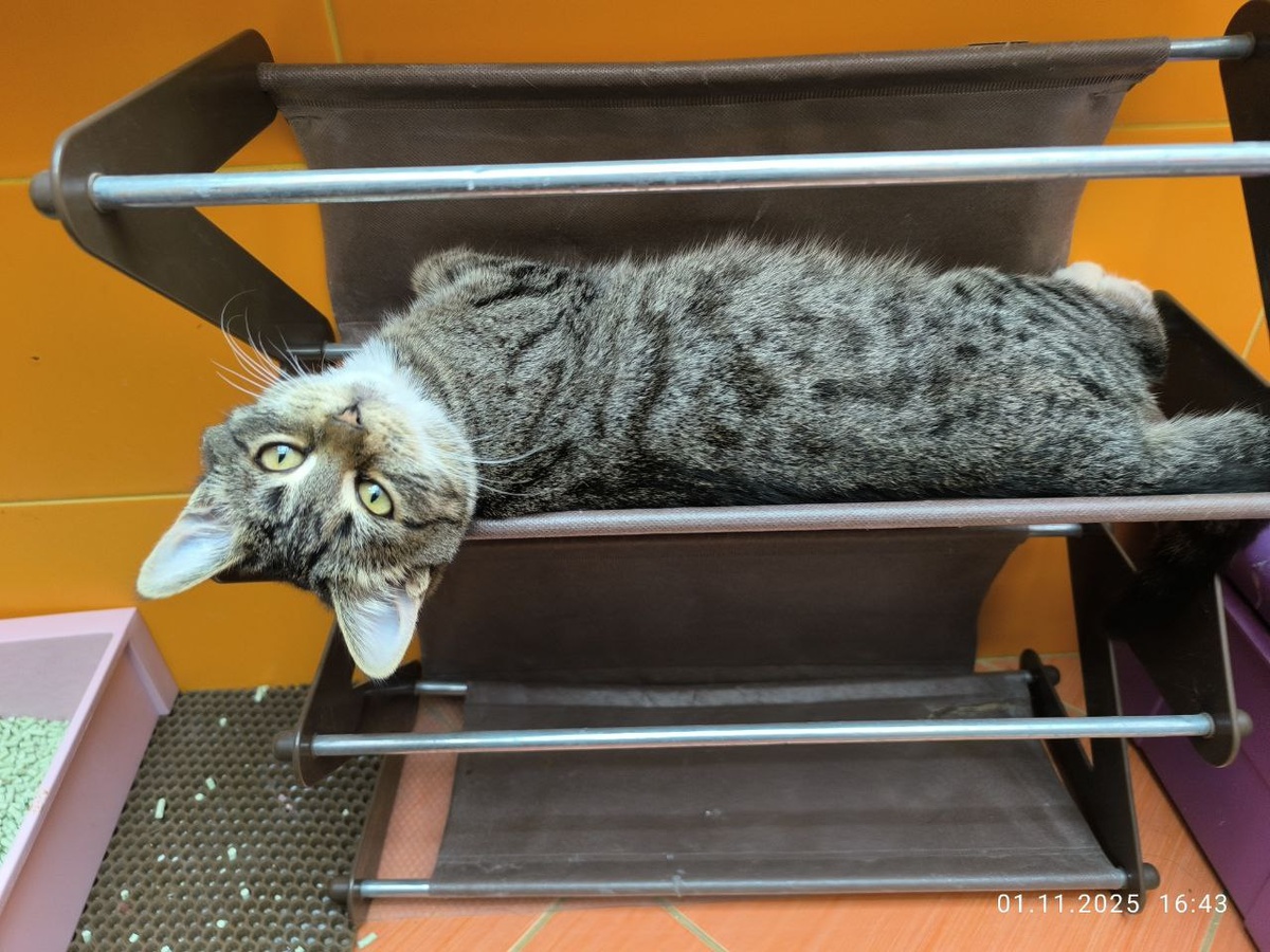 Новенькая Я