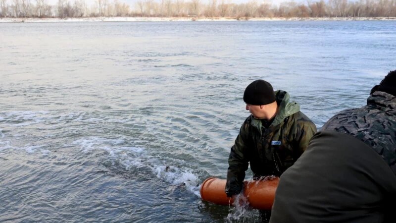     5 ноября в Обь выпустили мальков сазана. Фото предоставлено пресс-службой компании «Росводоканал Барнаул», фотограф Лилия Болатаева.
