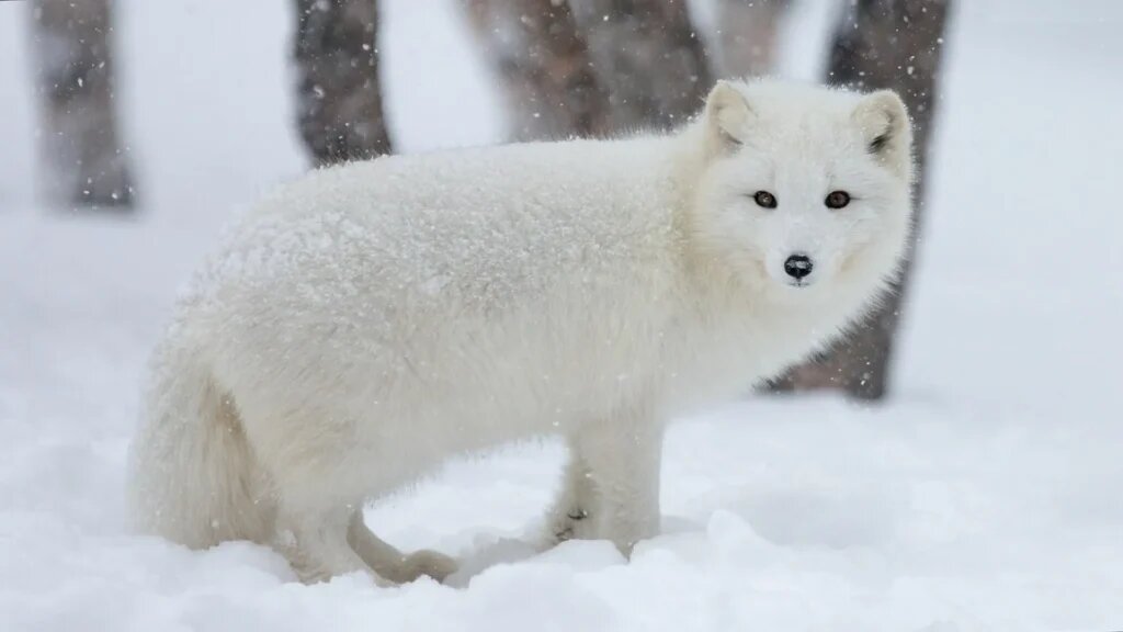 И ему тепло. На нём тоже отличная меховая шуба