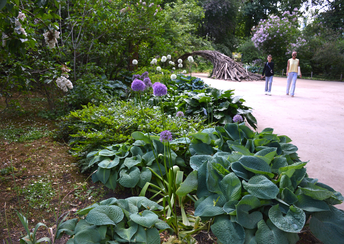 В "Аптекарском огороде". Хоста с луком