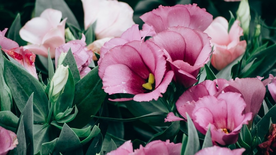 Сажаю семена эустомы в торфяные таблетки. 3 способа дают до 97% всходов