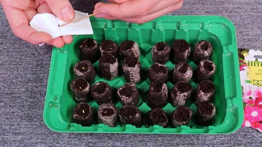 Дорогие семена эустомы часто не всходят в обычном грунте