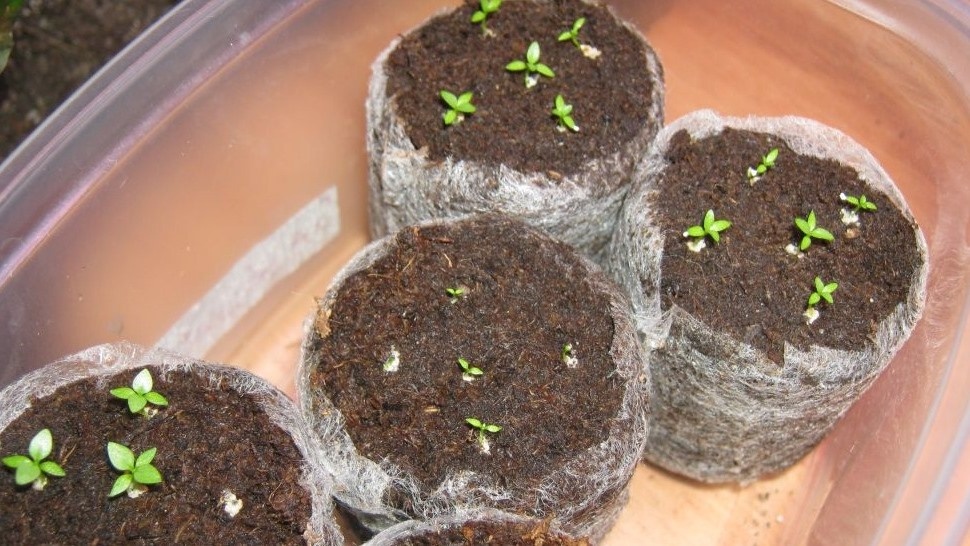 Классический способ дает дружные всходы 