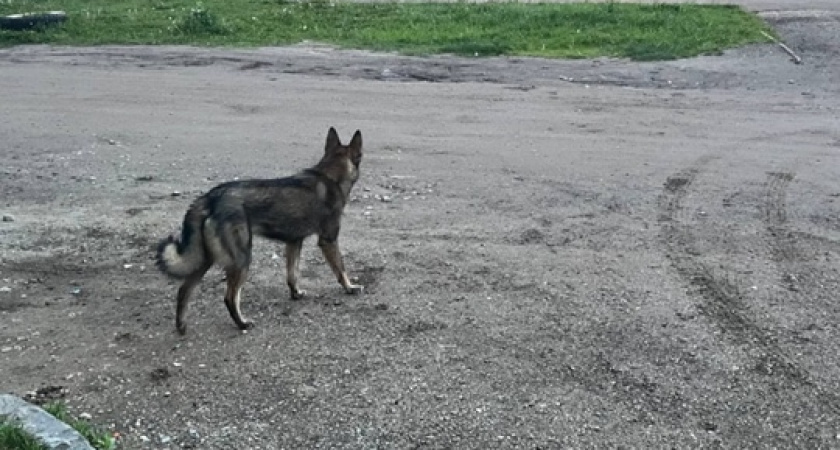    Житель Иркутской области возместит ущерб за травмы ребёнка, нанесённые его питомцем