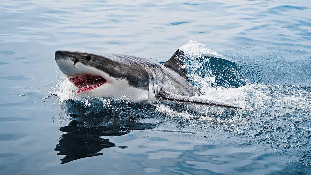    Фото: Shutterstock