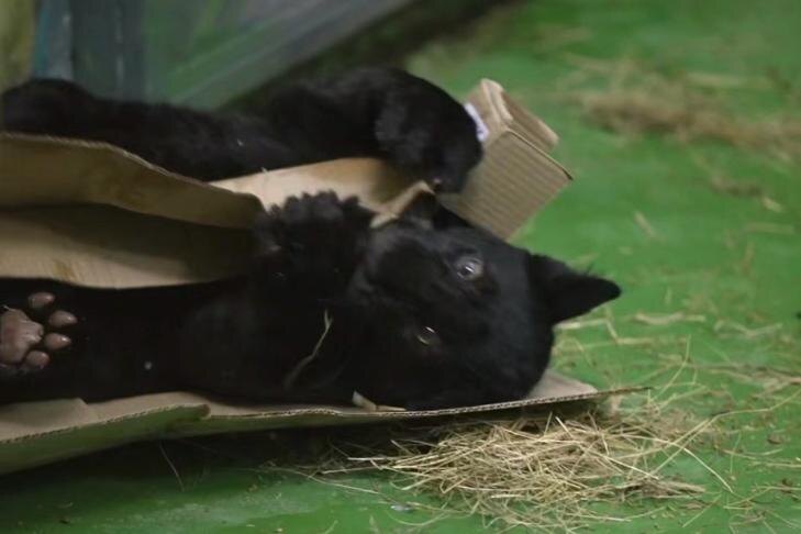    Скриншот из видео тг-канала "Новосибисркий зоопарк"