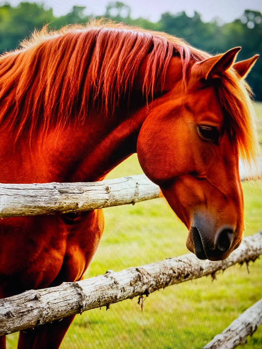 Шедеврум ИИ